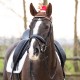 Christmas hat horse Antior QHP