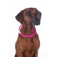 Dog collar with light