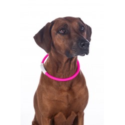 Dog collar with light