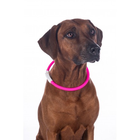 Dog collar with light