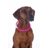 Collier lumineux pour chiens