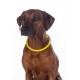 Dog collar with light